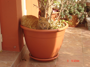 otto%20en%20maceta.jpg