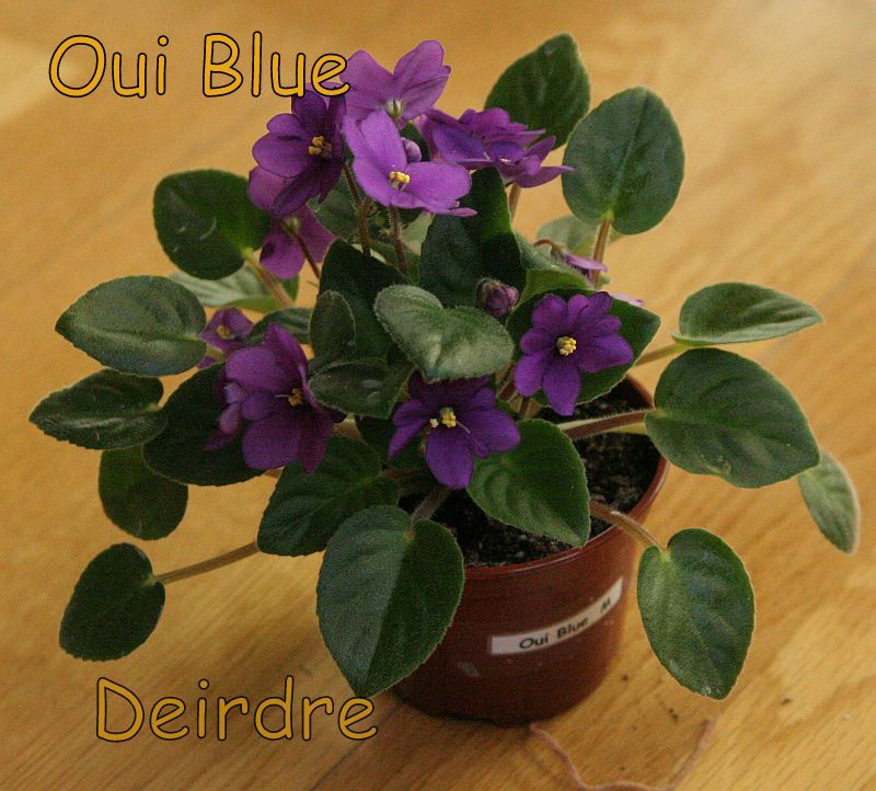 OuiBlue04.jpg