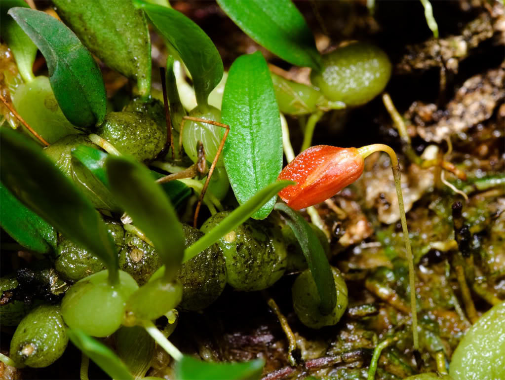 ovalifolium2.jpg