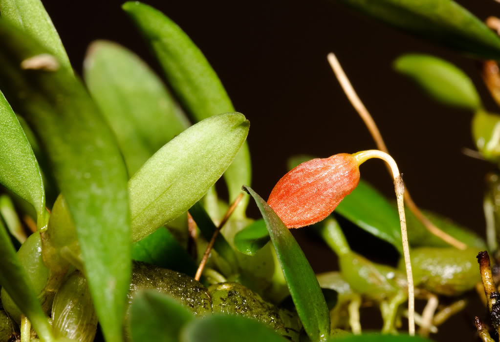 ovalifolium3.jpg
