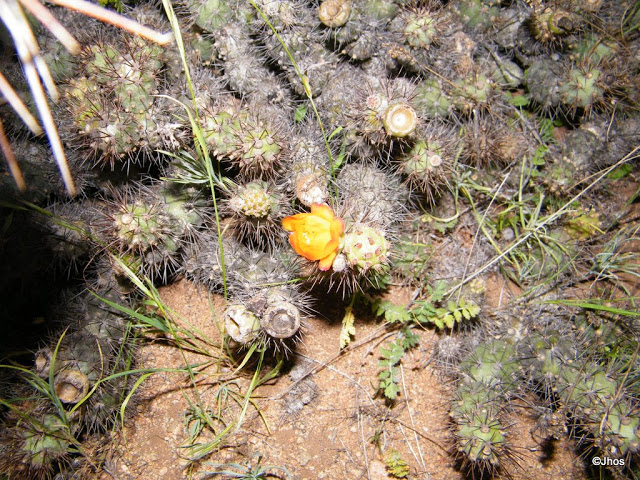 Ovalle%20Guanaqueros%20%2020090919%20155.jpg