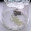 ovipos.GIF