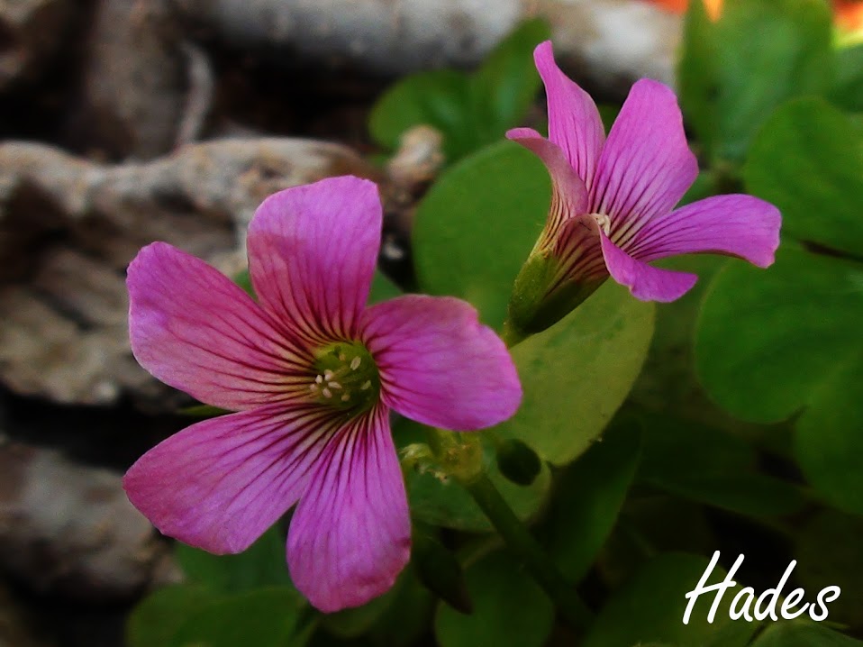 oxalis+1.jpg