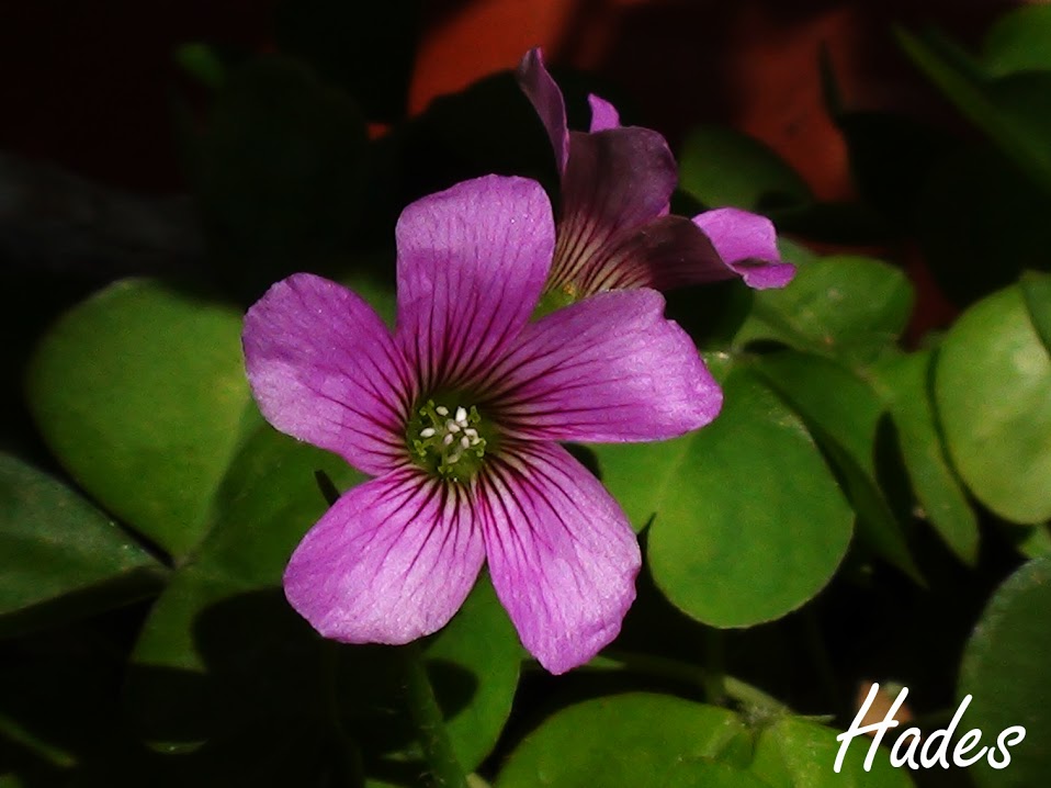 oxalis+2.jpg
