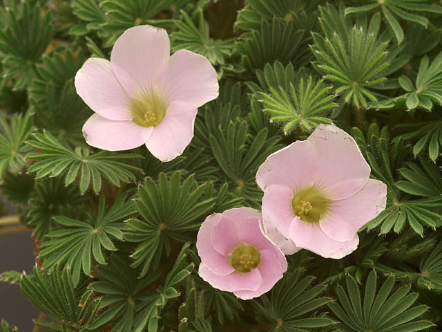 Oxalis%20palmifrons%20flowers%20open.jpg