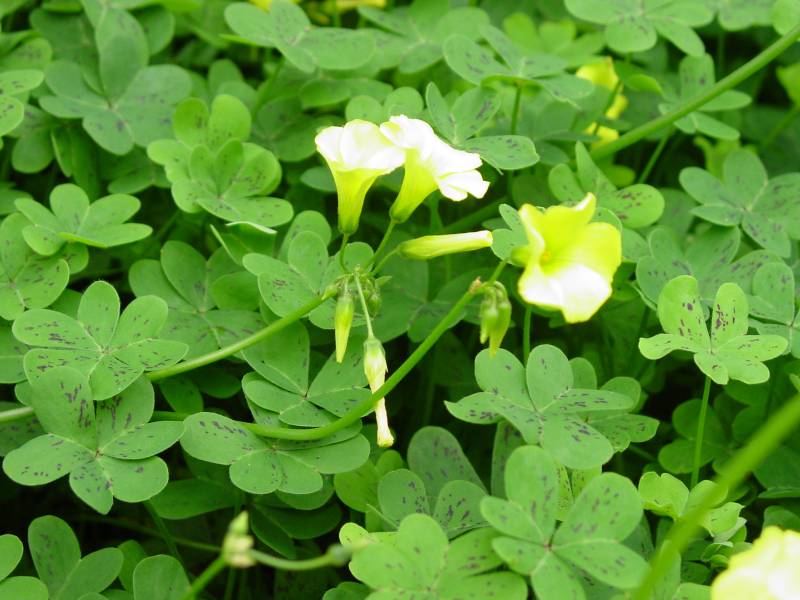 Oxalis%20pes-caprae%20-%20yellow%20oxalis.jpg