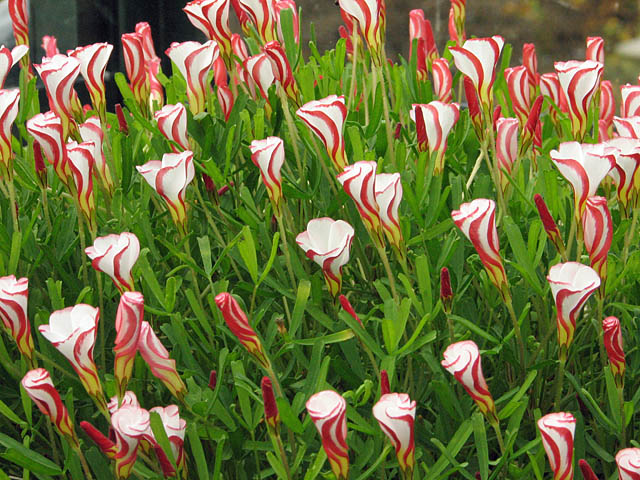 Oxalis%20versicolor%20closer.jpg