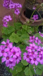 OXALIS%2BMONTICOLA.jpg