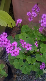 OXALIS%2BMONTICOLA2.jpg