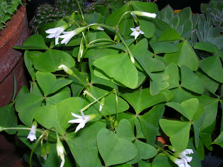 OXALIS%2BTRIANGULARIS%2BTESI.jpg