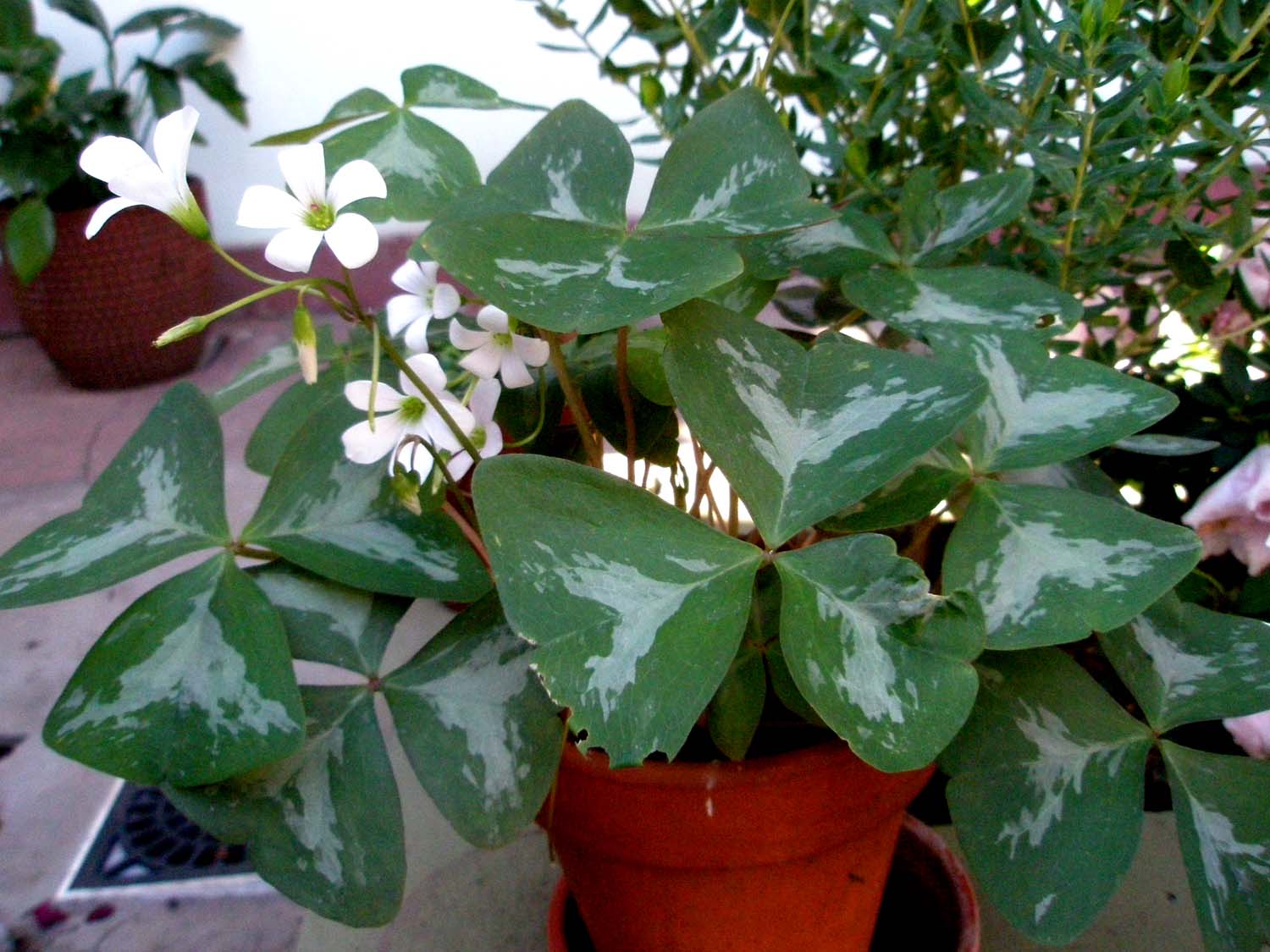 OXALIS%2BTRIANGULARIS.jpg
