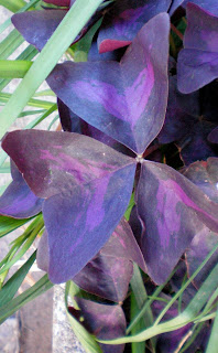 OXALIS%2BTRIANGULARIS2.jpg