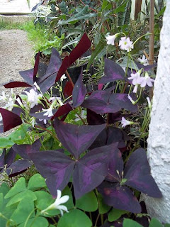 OXALIS%2BTRIANGULARIS3.JPG