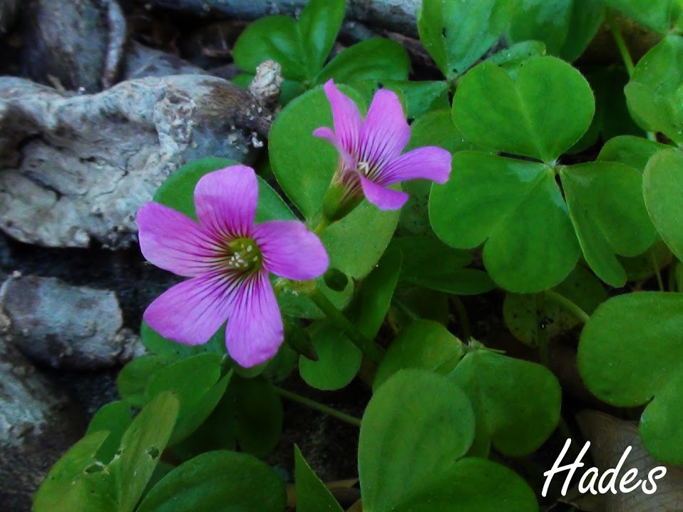 oxalis+3.jpg
