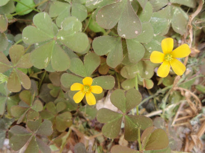 oxalis+corniculata1.JPG