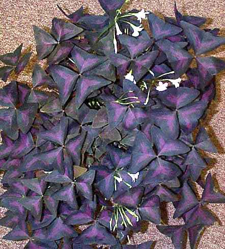 oxalis.jpg
