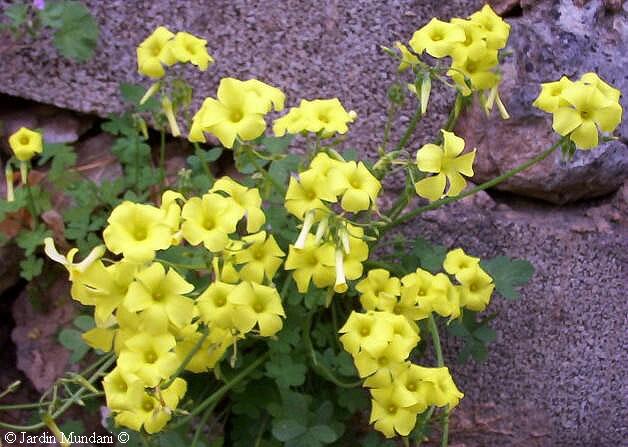 oxalis.jpg