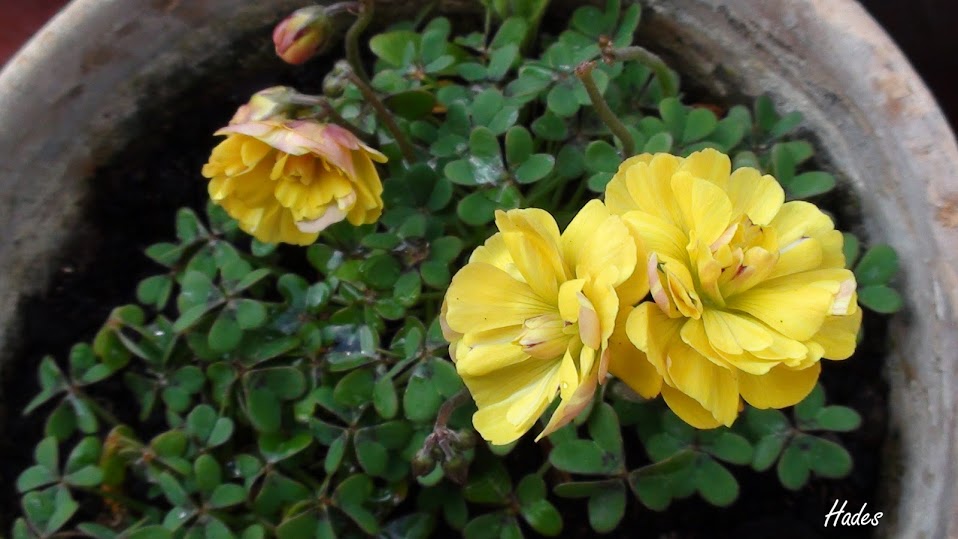 oxalis.jpg