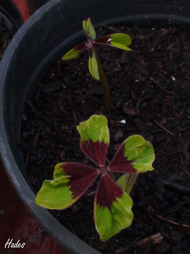 oxalis.jpg