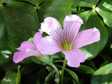 oxalis.jpg