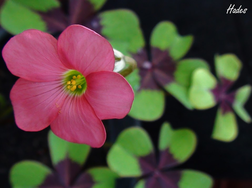 oxalis.jpg