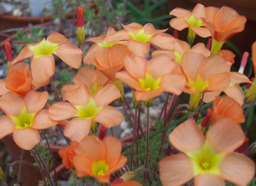 Oxalis-massoniana.jpg