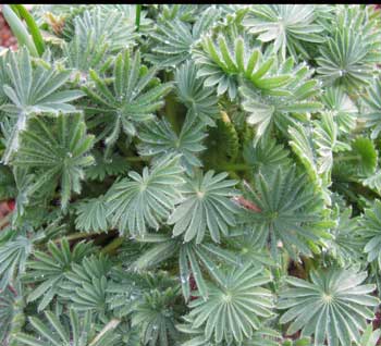 Oxalis-palmifrons.jpg