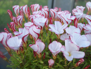 Oxalis-versicolor.jpg
