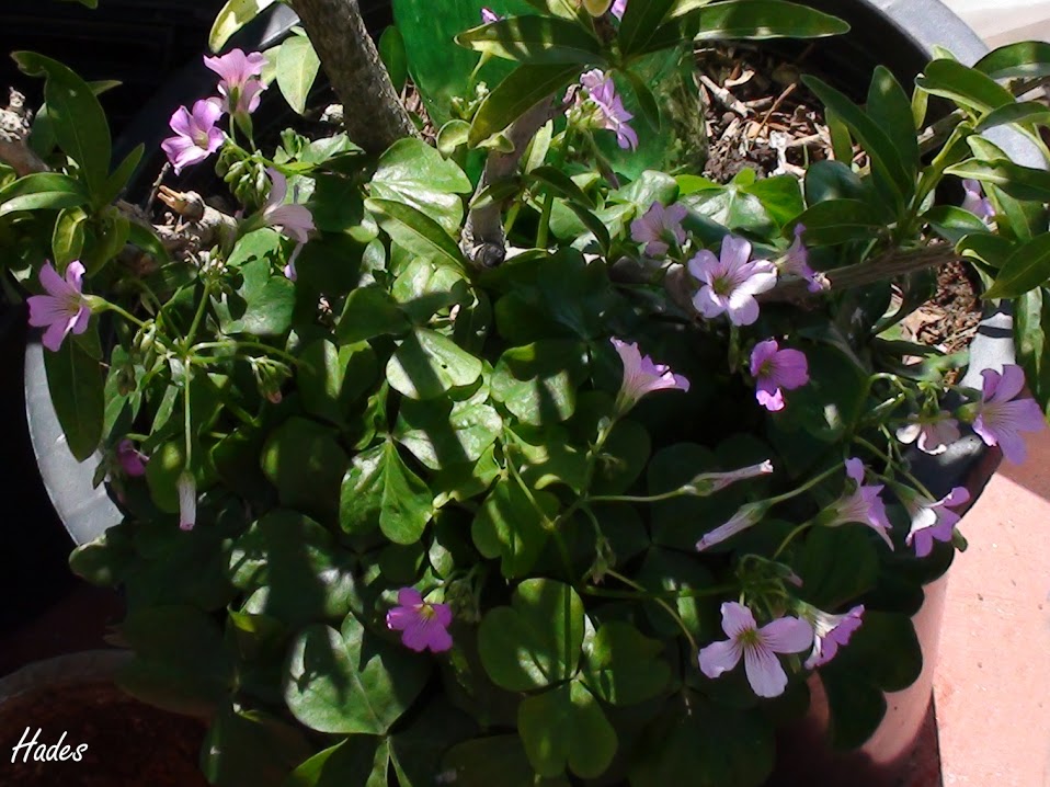 oxalis1.jpg