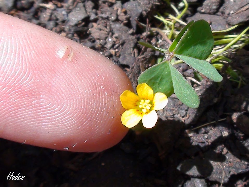 oxalis2.jpg