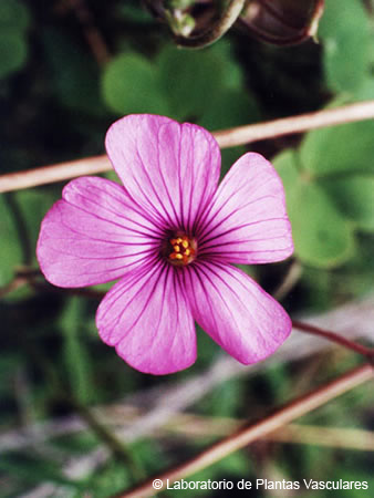 oxalis_articulata_p16_14.jpg