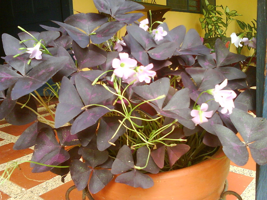 oxalis_by_cerezoinwonderland-d47pvd4.jpg