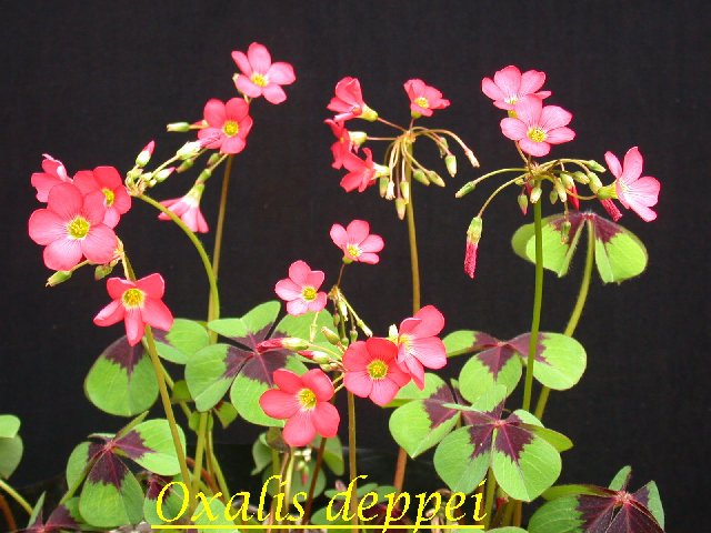 Oxalis_deppei_syn_tetraphylla.jpg
