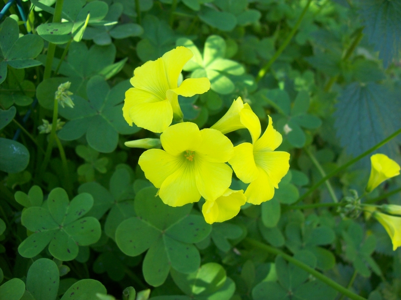 Oxalis_pes-caprae_02.JPG