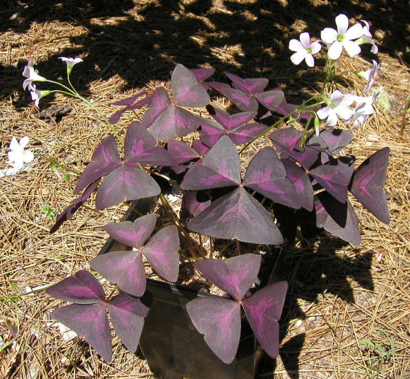 Oxalis_triangularis_Purpurea.jpg