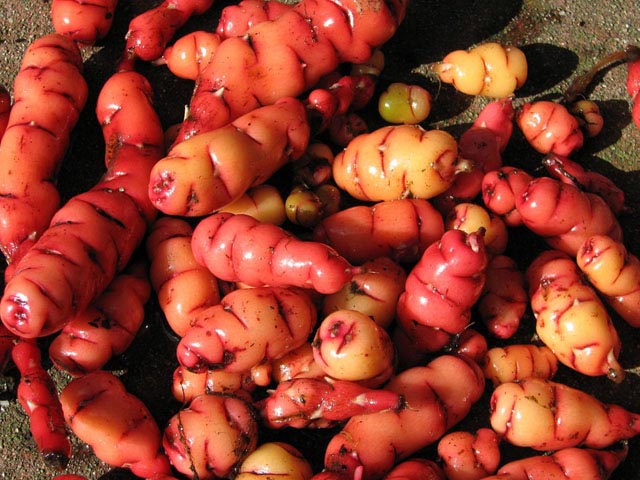 Oxalis_tuberosa2NN.jpg