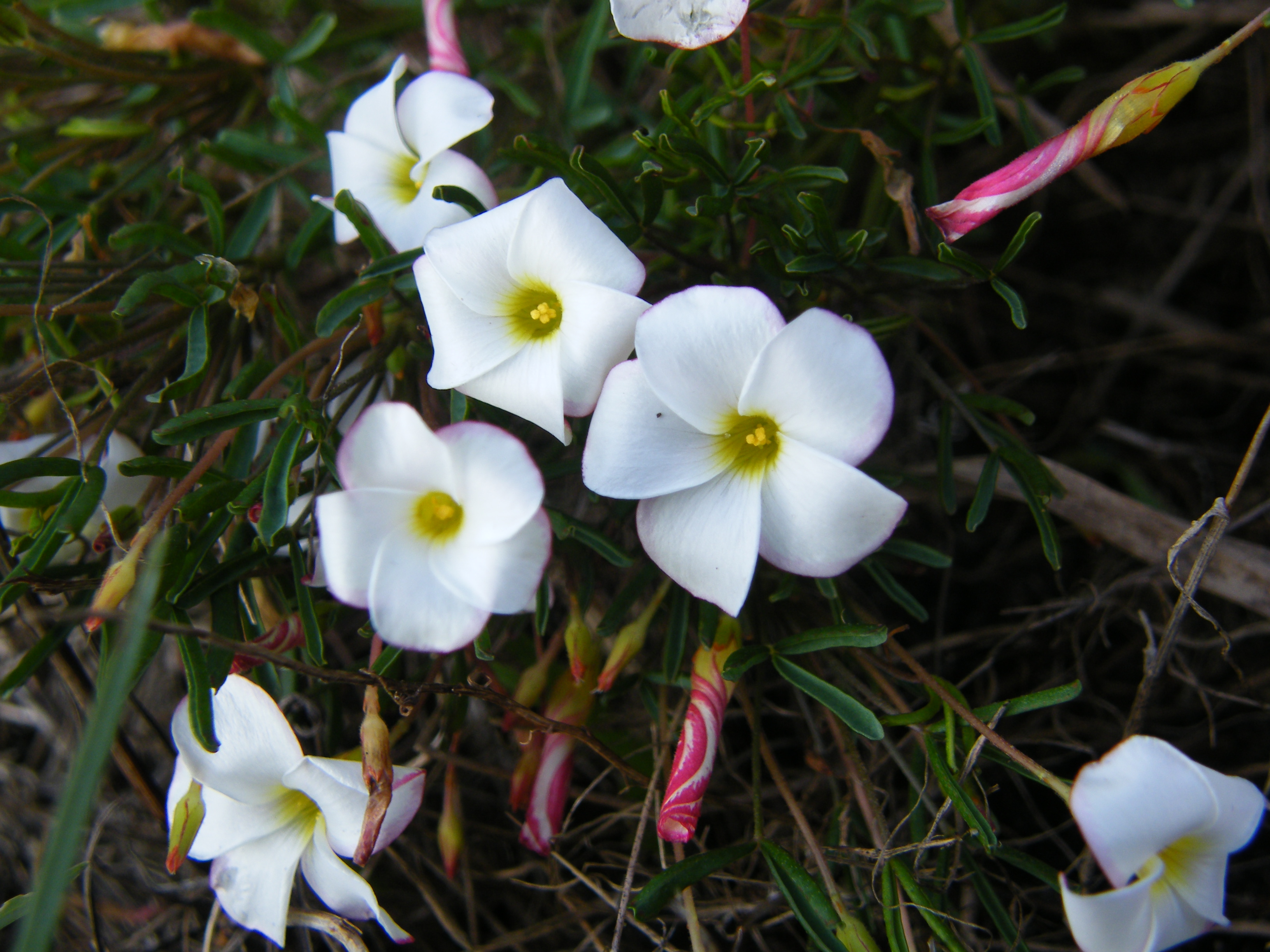 Oxalis_versicolor_Rondebosch_Common.jpg