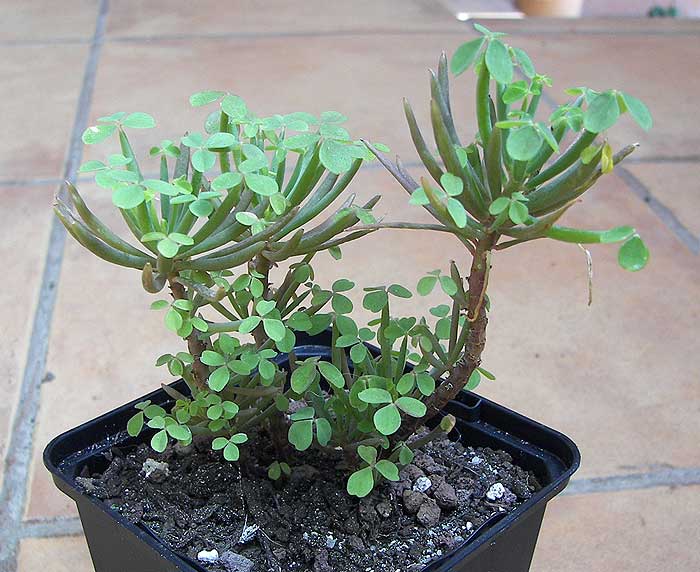 oxaliscaudex.jpg