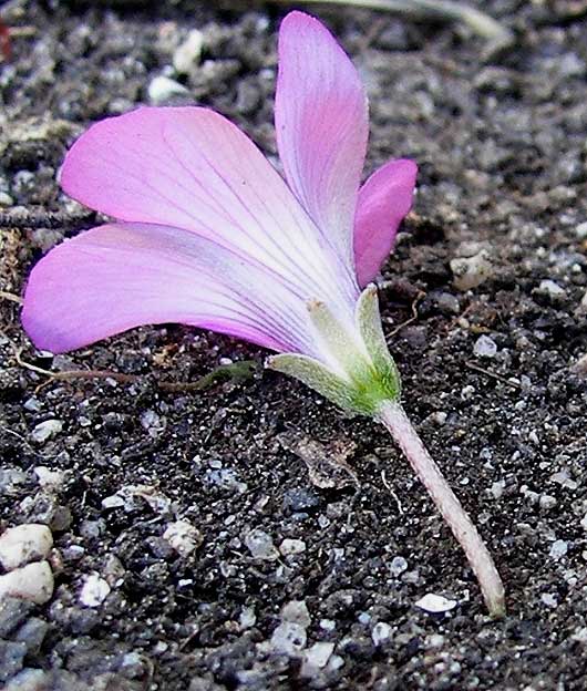 oxalisflor.jpg
