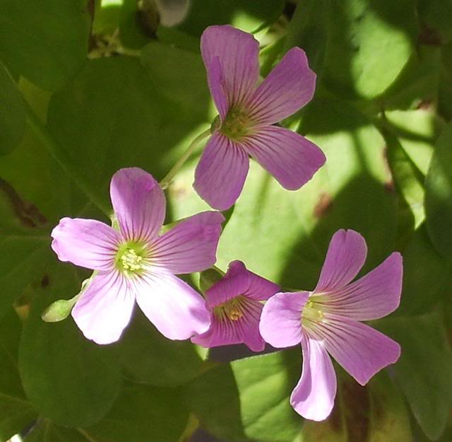 Oxalissp.jpg