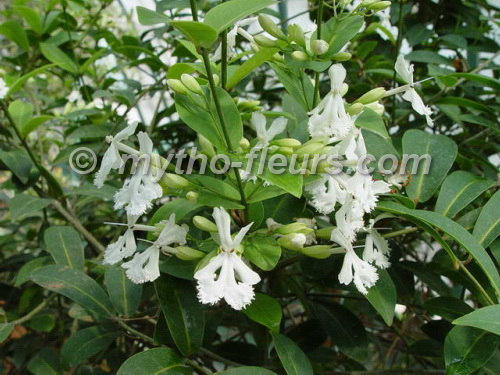 oxera_neriifolia_2.JPG