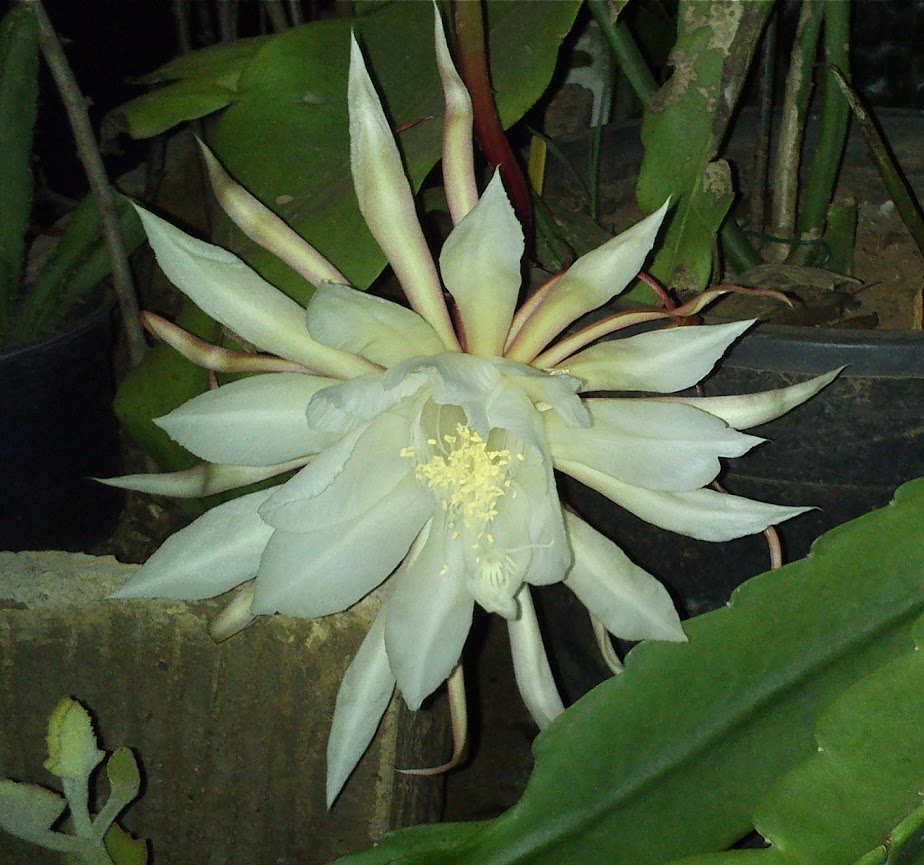 oxipetallum.jpg