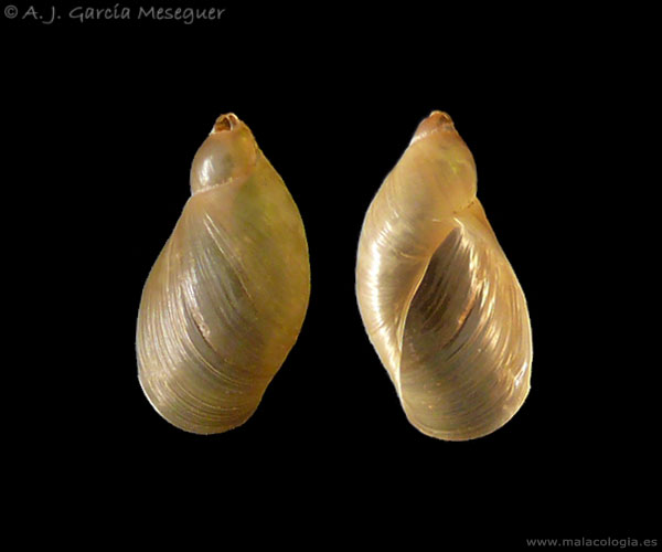 oxyloma-elegans.jpg
