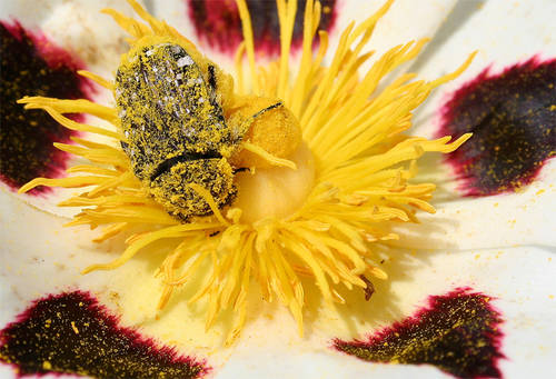 Oxythyrea_funesta.jpg
