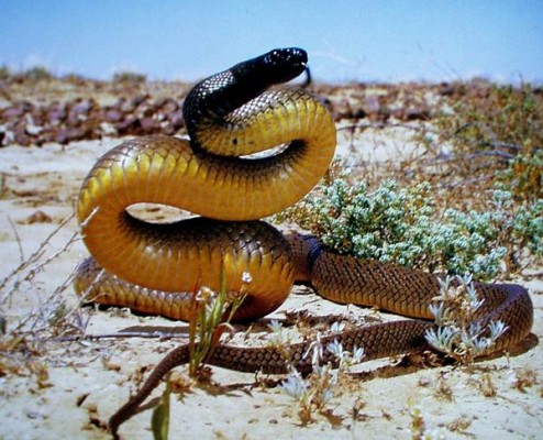 Oxyuranus-Microlepidotus2-494x400.jpg