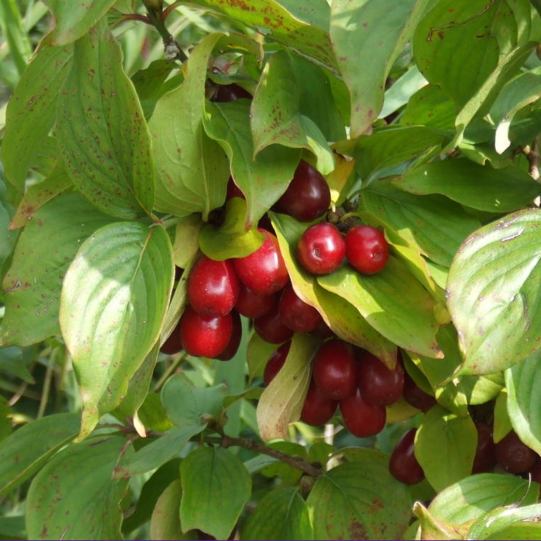 p-312-Cornus-mas.jpg