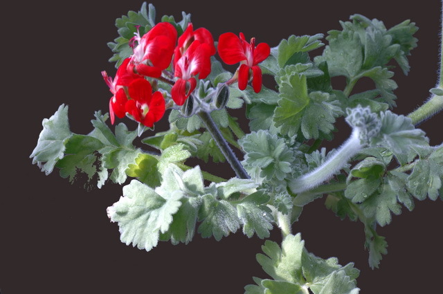 p._fulgidum.jpg