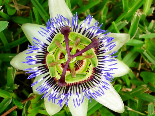 p.caerulea.jpg
