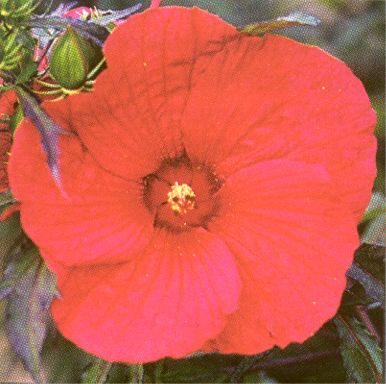 P-Hibiscus_Fireball.jpg