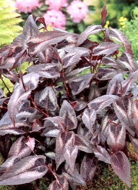 P-Persicaria_Red_Dragon.jpg
